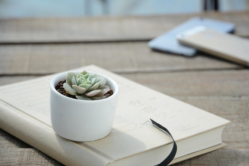 Succulent Display