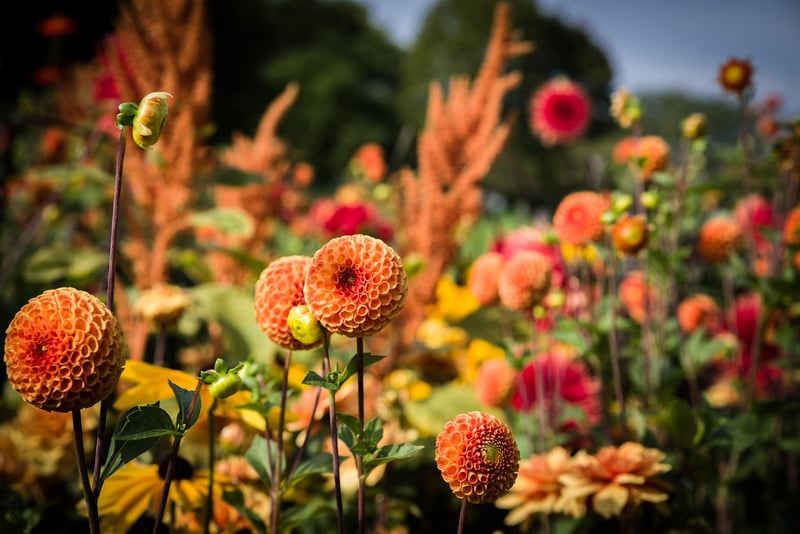 Garden Landscape